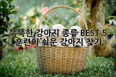 똑똑한 강아지 종류 BEST 5: 훈련이 쉬운 강아지 찾기!
