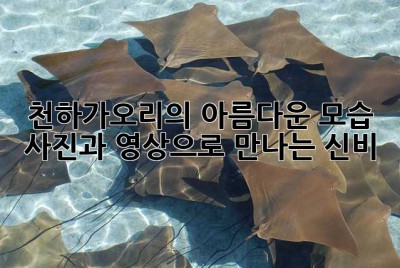 천하가오리의 아름다운 모습: 사진과 영상으로 만나는 신비