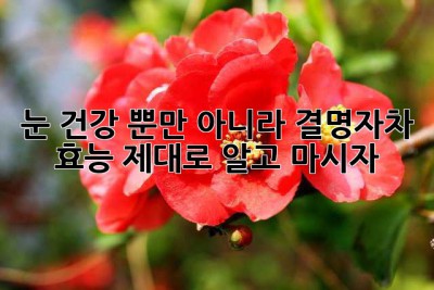 눈 건강 뿐만 아니라?! 결명자차 효능 제대로 알고 마시자